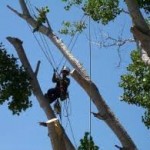Tree Trimmer Worker