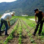 Japan Farmer Jobs