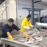 Japan Fish Processing Jobs